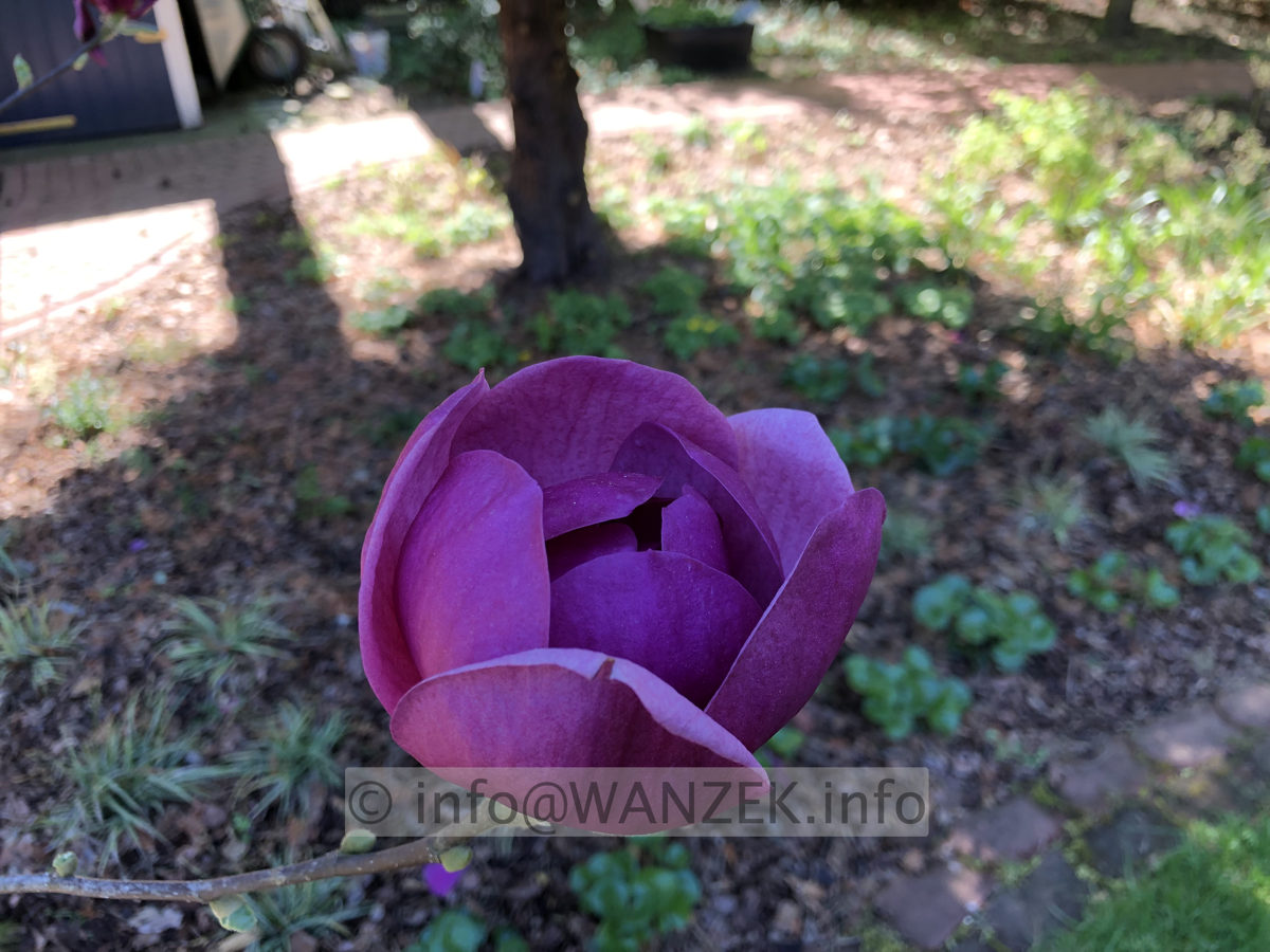 Magnolia Hybride Jurmagl (Black Tulip) Bluete im Schatten nah.JPG